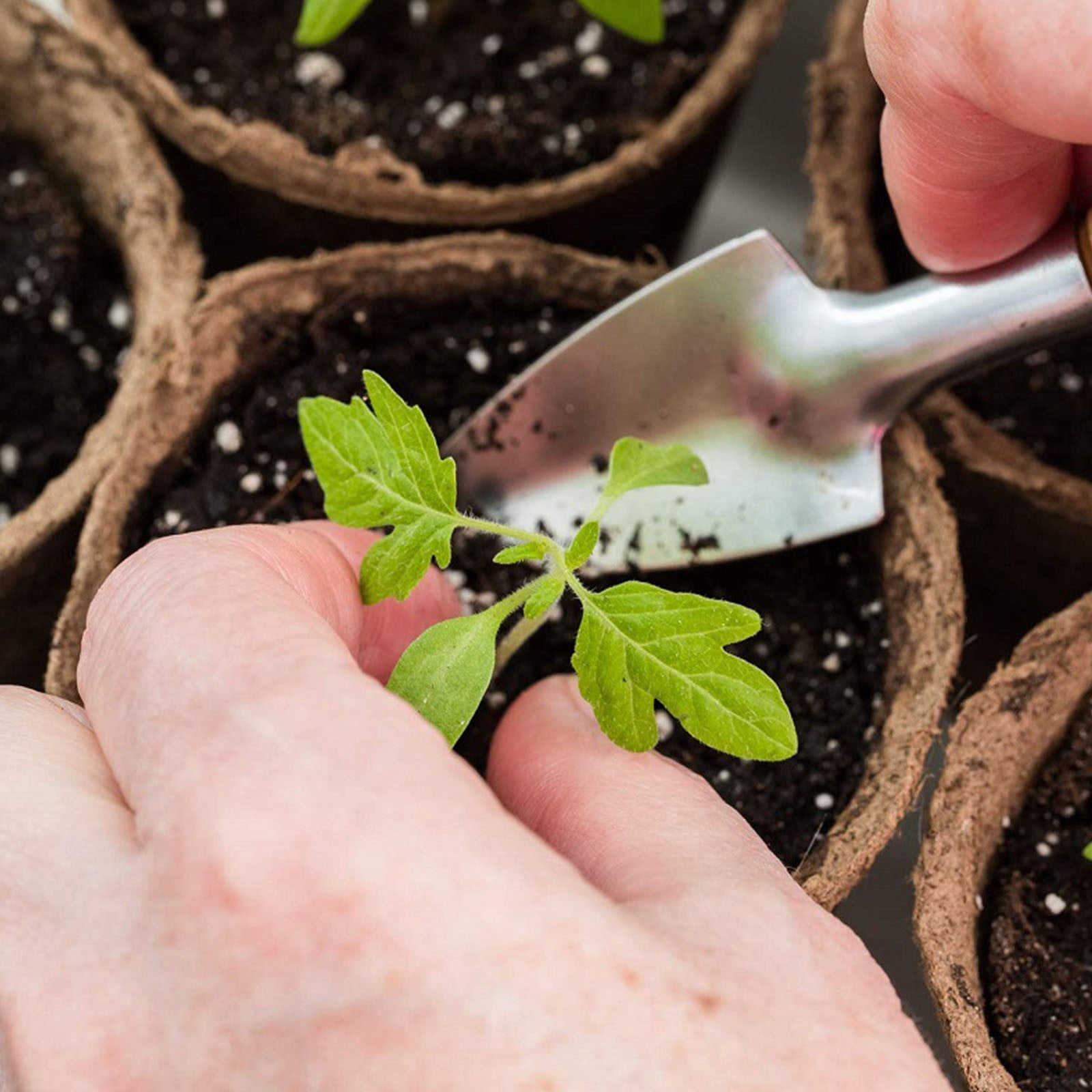 Plant Pots, Peat Pots for seedlings, Planting Pots, Seedling Pots, Biodegradable Seed Starter Pots, Flower Pots, Seed Starter Pots with Drainage Holes, Starter Pots for Planting Seeds 50Pcs