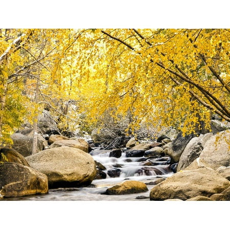 Fall Foliage at Creek, Eastern Sierra Foothills, California, USA Print Wall Art By Tom (Best Fall Foliage In California)