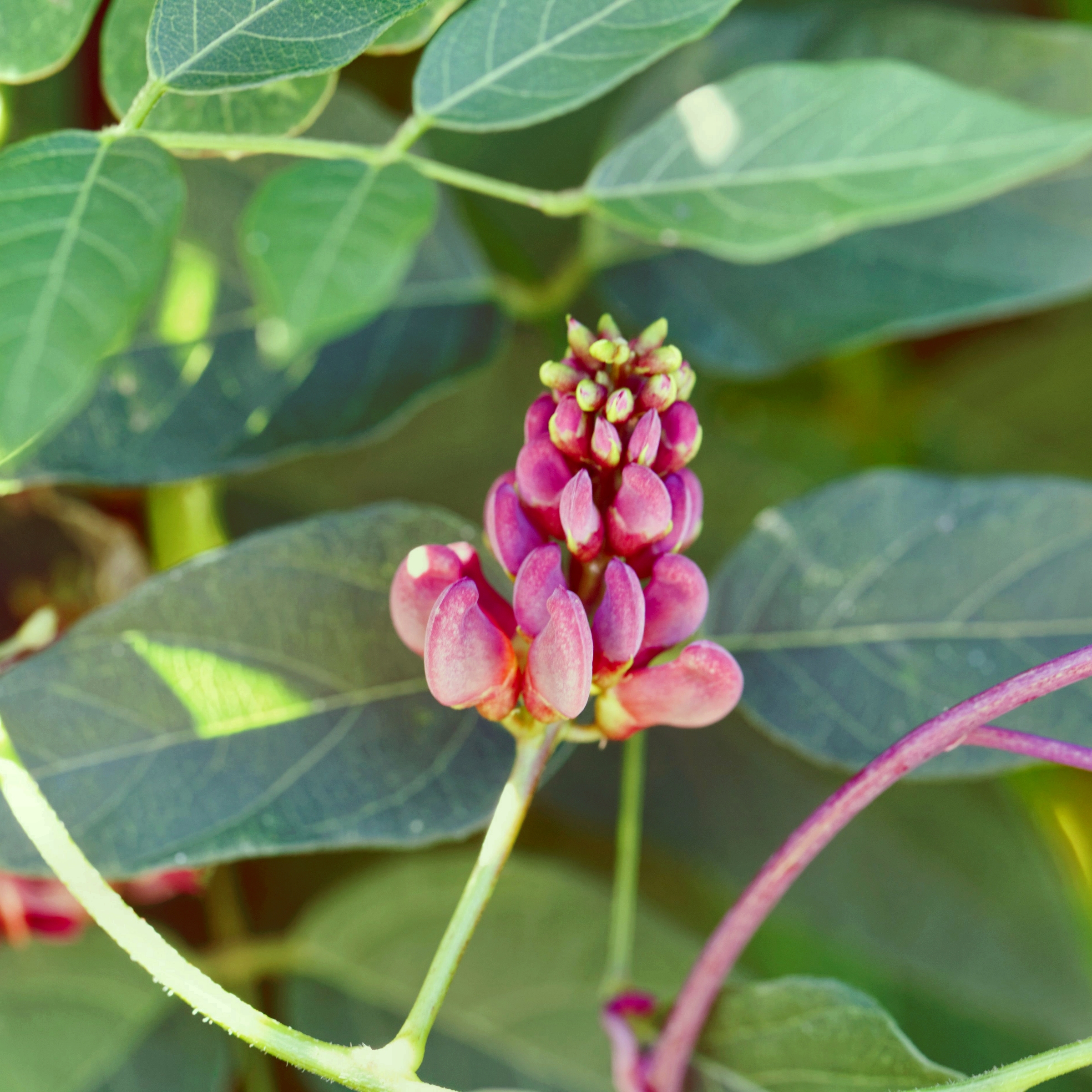 National Plant Network 1 gal. Apios Americana Ground Nut Live Perennial Plant Ruddy Red Flowers With Full Sun