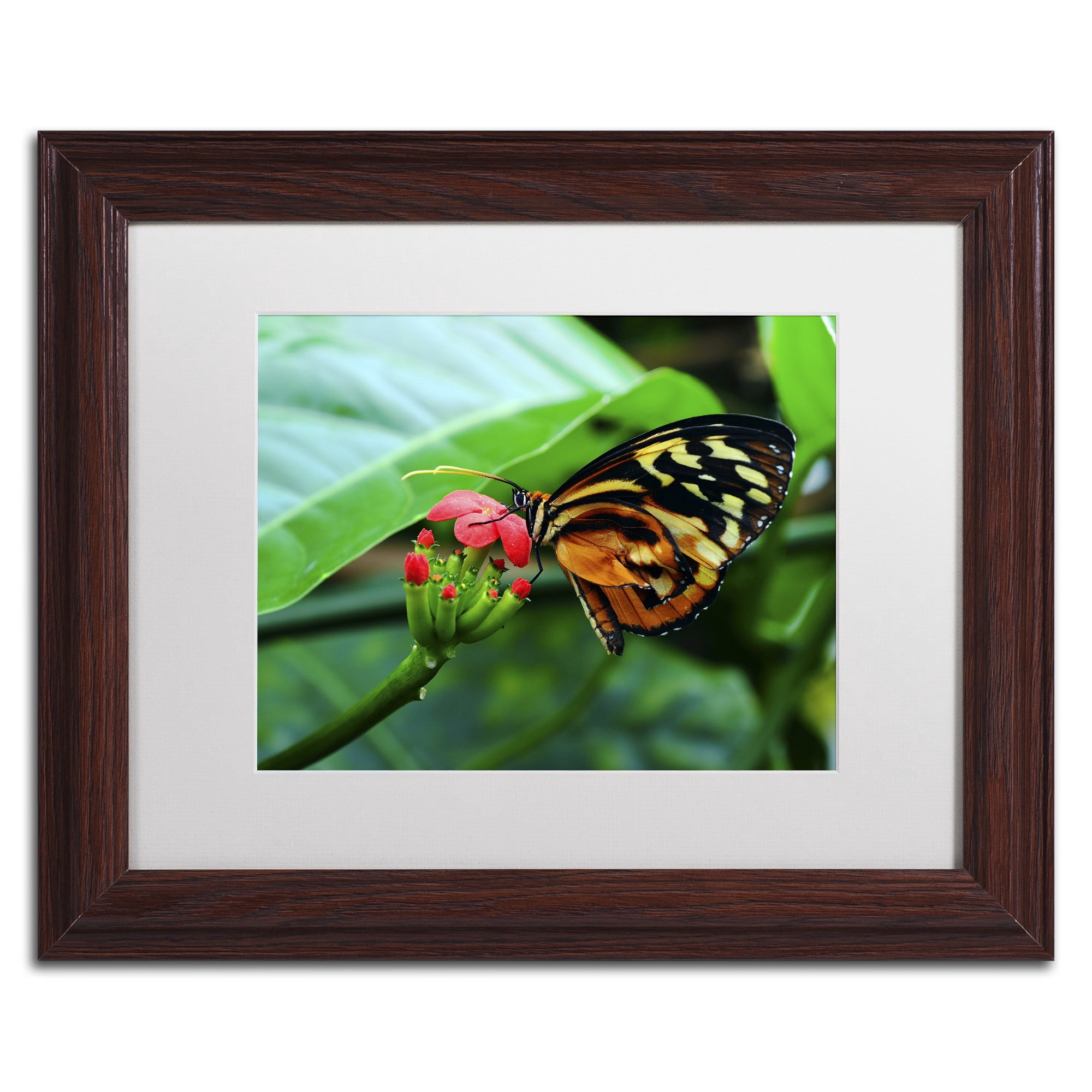 Trademark Fine Art "Cream Spotted Tigerwing" Canvas Art by Kurt Shaffer, White Matte, Wood Frame