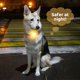 thumbnail image 5 of Collar De Perro Con Luz Led, Lámpara De Collar De Perro Brillante De Silicona Con 3 Modos, Luz Antipérdida Con Clip, Luces Nocturnas De Seguridad Para Exteriores, Accesorios Para Mascotas Para Perros Muyoka Hogar, 5 of 6