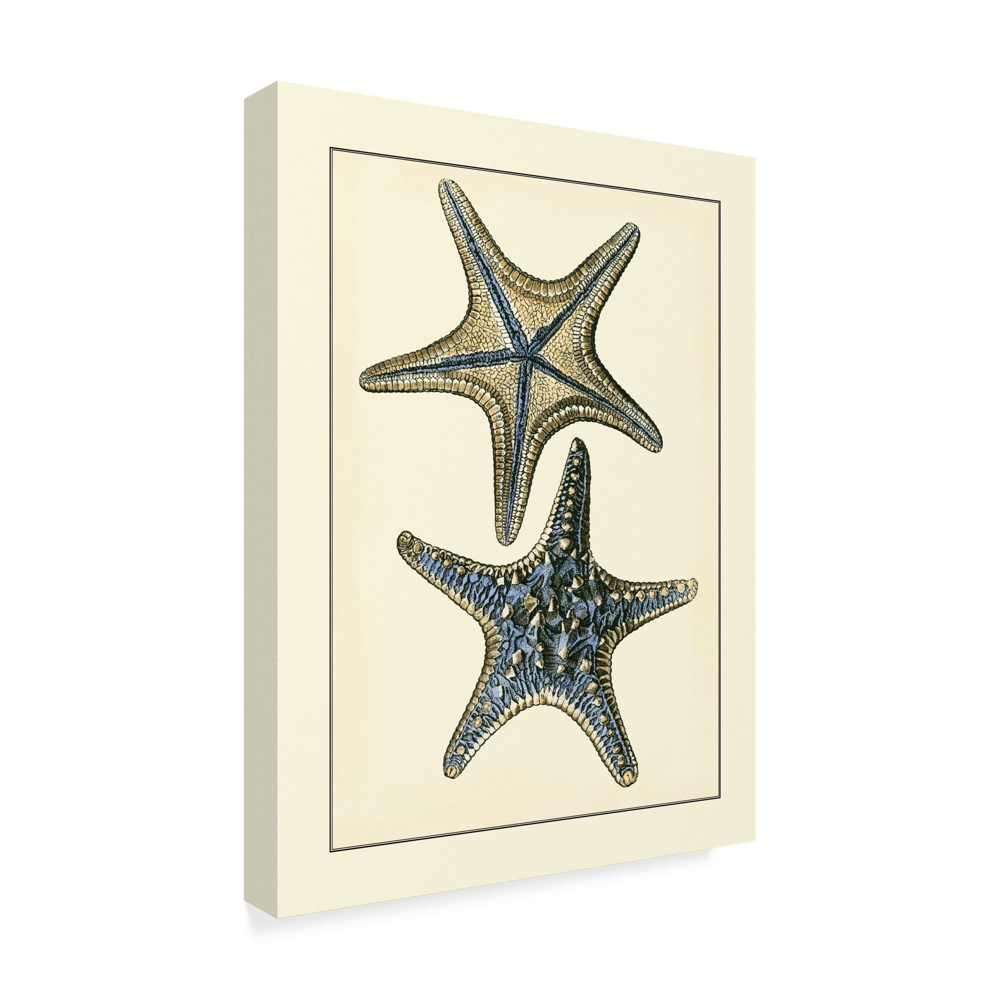 Trademark Fine Art 'Antique Blue Starfish II' Canvas Art by Vision Studio