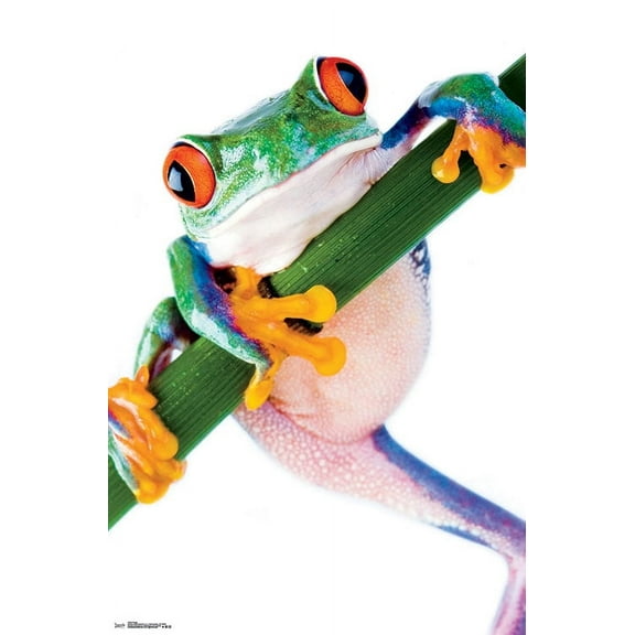Tree Frog Wall Poster, 22.375" x 34"