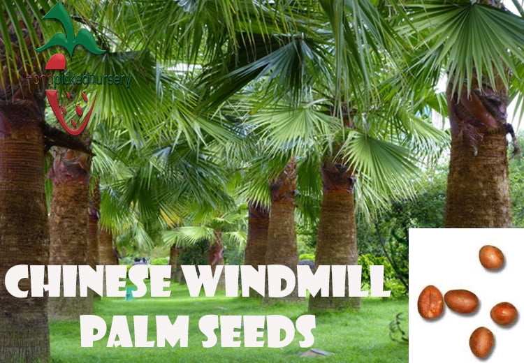 25 Chinese Windmill Palm seeds, ( Trachycarpus fortunei ) from Hand Picked Nursery by Hand Picked Nursery