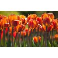 thumbnail image 2 of Brown Sugar Triumph Tulip 8 Bulbs - 12/+ cm Bulbs, 2 of 2
