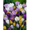 thumbnail image 2 of Crocus Species Mix (20 Bulbs) Purple, White, Yellow Perennial Bulb Mix. Made in USA, Ships from Our Iowa Nursery, 2 of 2