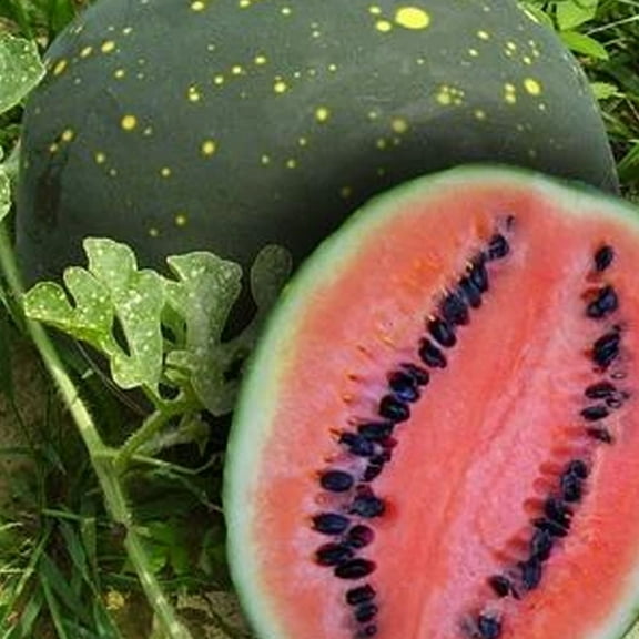 Organic Moon & Stars Watermelon Seed - 2 g ~25 Seeds - Organic, Heirloom, Open Pollinated, Non-GMO, Farm & Vegetable / Fruit Gardening Seeds