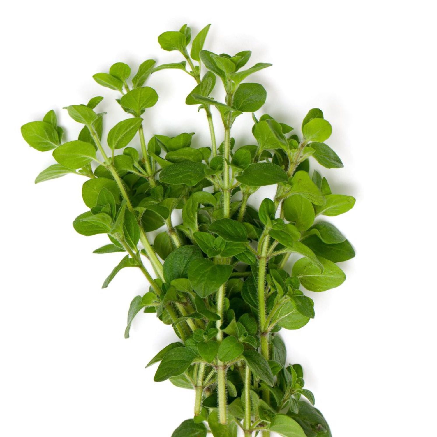 Proven Winners 4" Greek Oregano Oregano Live Herb Plant in 4.25" Pot (4 Count)