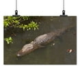 thumbnail image 2 of Print: Gator Alley At The D'olive Boardwalk Park In Daphne, Alabama, Is, 2 of 4