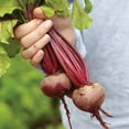 thumbnail image 4 of Burpee Organics Early Wonder Beet Seeds - Non-GMO, Heirloom Organic Vegetable Gardening Seeds, 2.5g, 1-Pack, 4 of 6