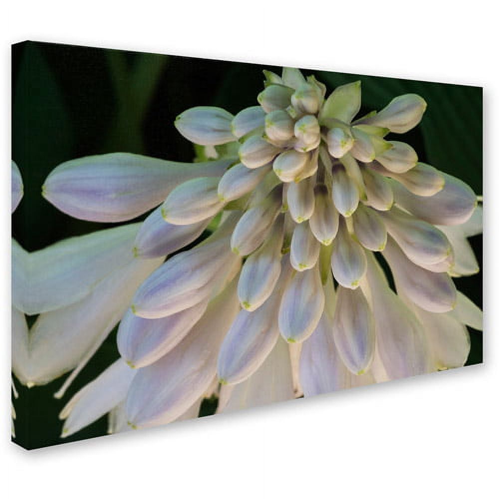 Trademark Fine Art "Hosta Flower Abstract" Canvas Art by Kurt Shaffer