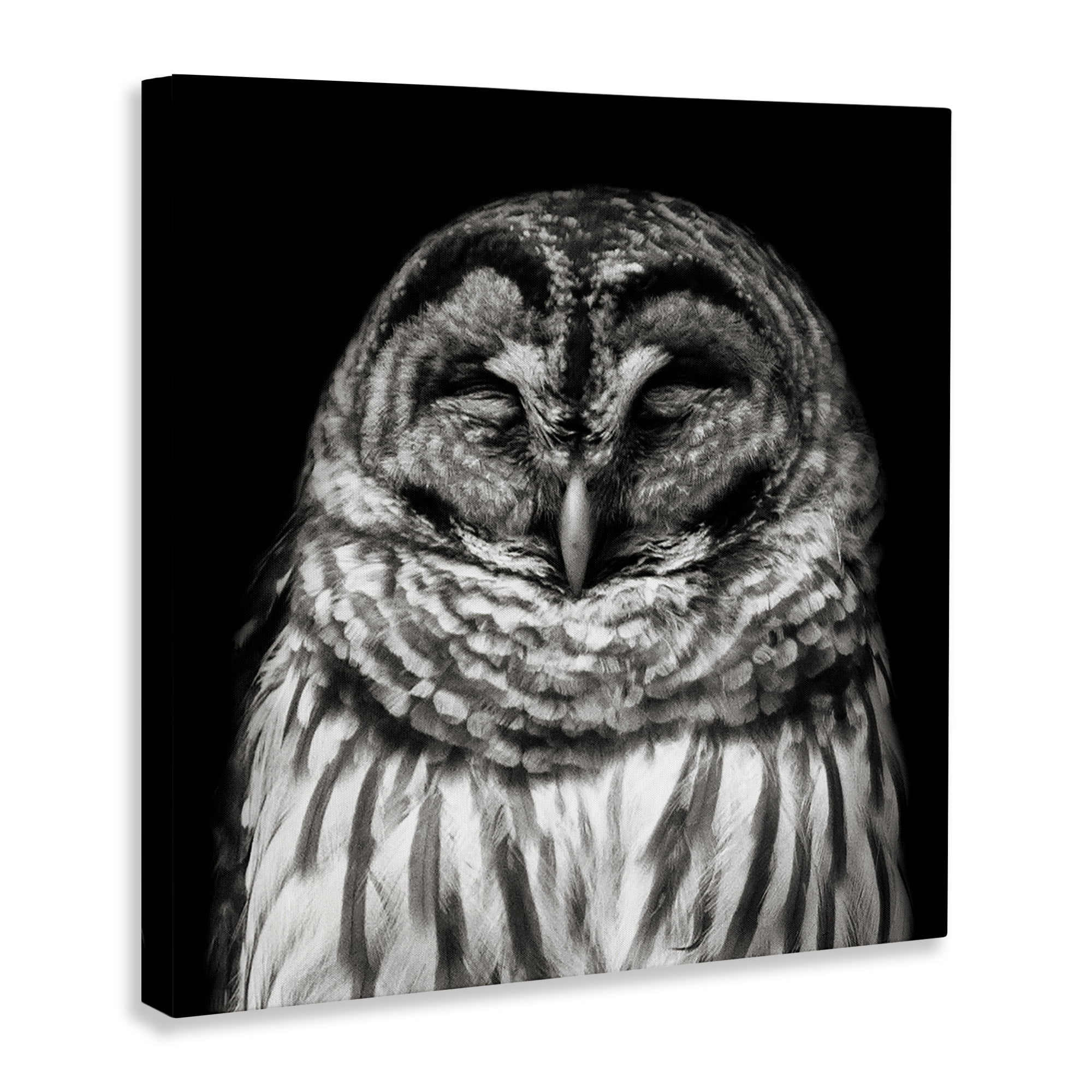 Stupell Industries Sleeping Owl Portrait Animals & Insects Photography Gallery Wrapped Canvas Art Print Wall Art, 24 x 24