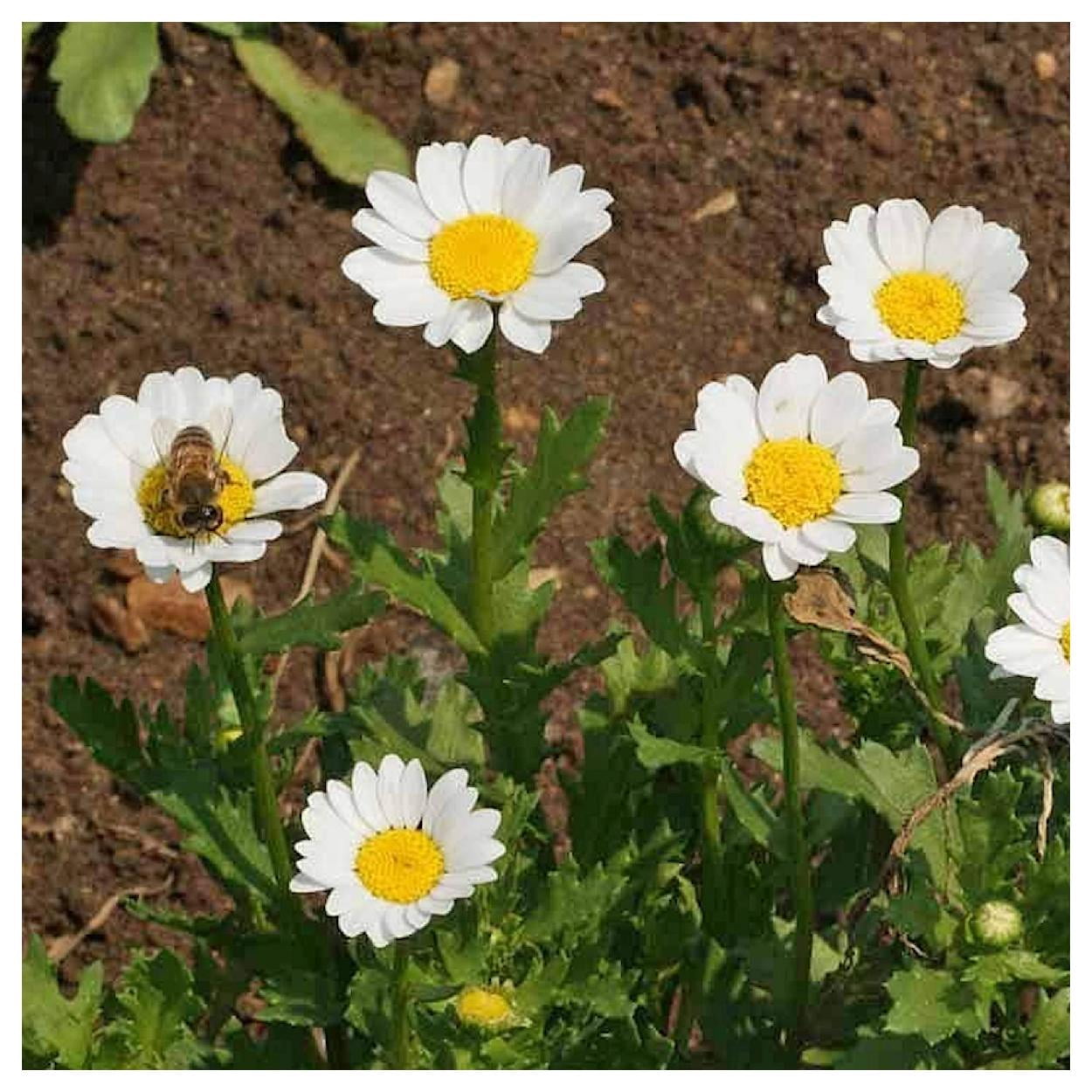 Everwilde Farms - 1/4 lb Creeping Daisy Garden Flower Seeds - Gold Vault Bulk Seed Packet