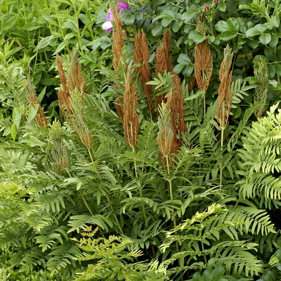 Van Zyverden Woodland Plant Cinnamon Fern 3 Plant Roots Multicolor Partial Shade Deer Resistant 1lb