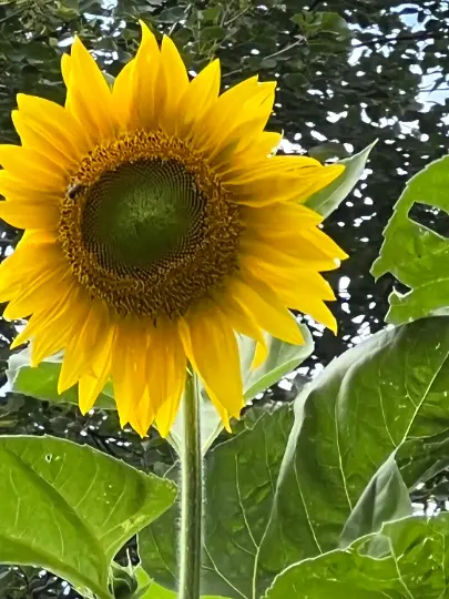 Sunflower ページ maxresdefault.jpg