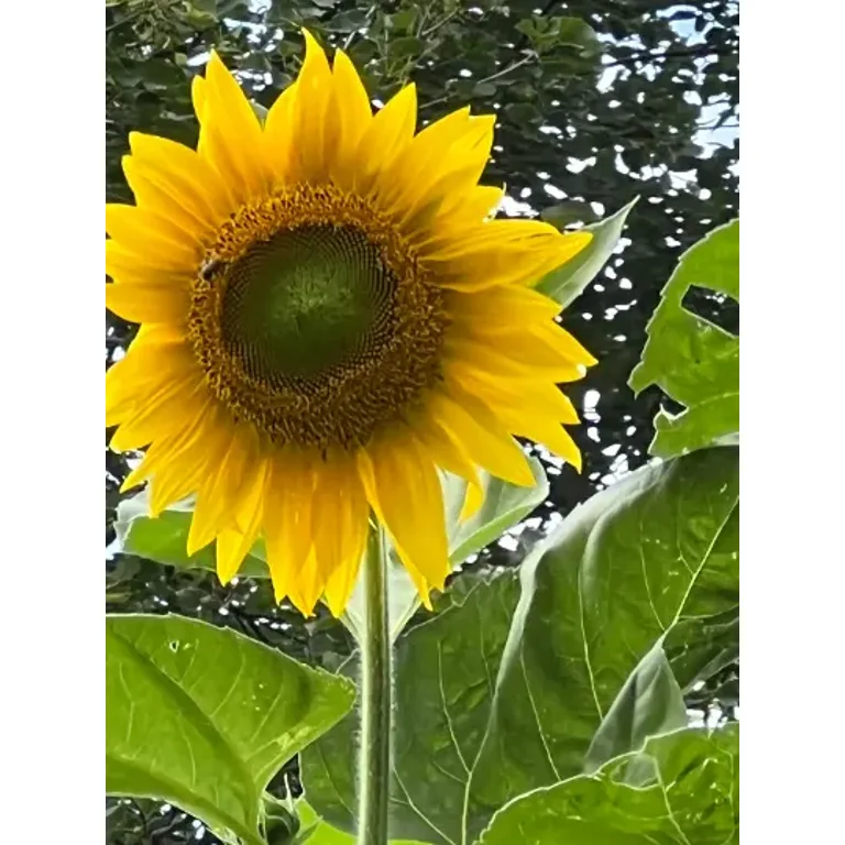 Sunflower ページ Teleflora's Sunny Day Pitcher of Sunflowers - Teleflora