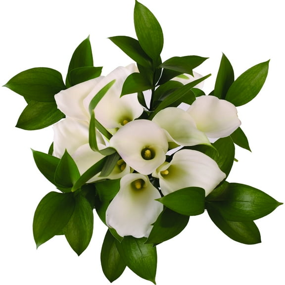 Pure Elegance White Mini Calla Bouquet - Fresh Cut Flowers - 26 Stems