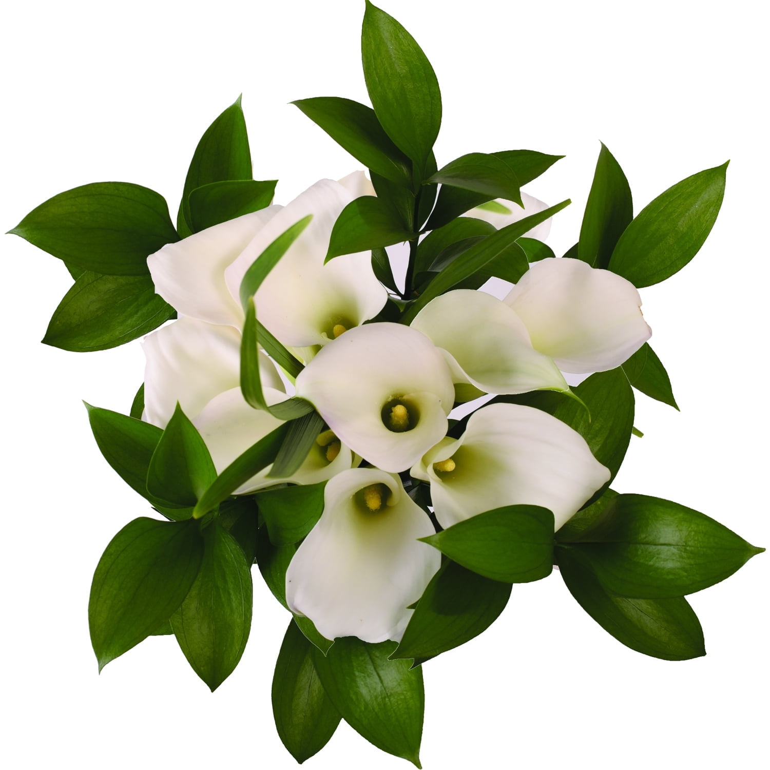 Pure Elegance White Mini Calla Bouquet - Fresh Cut Flowers - 26 Stems
