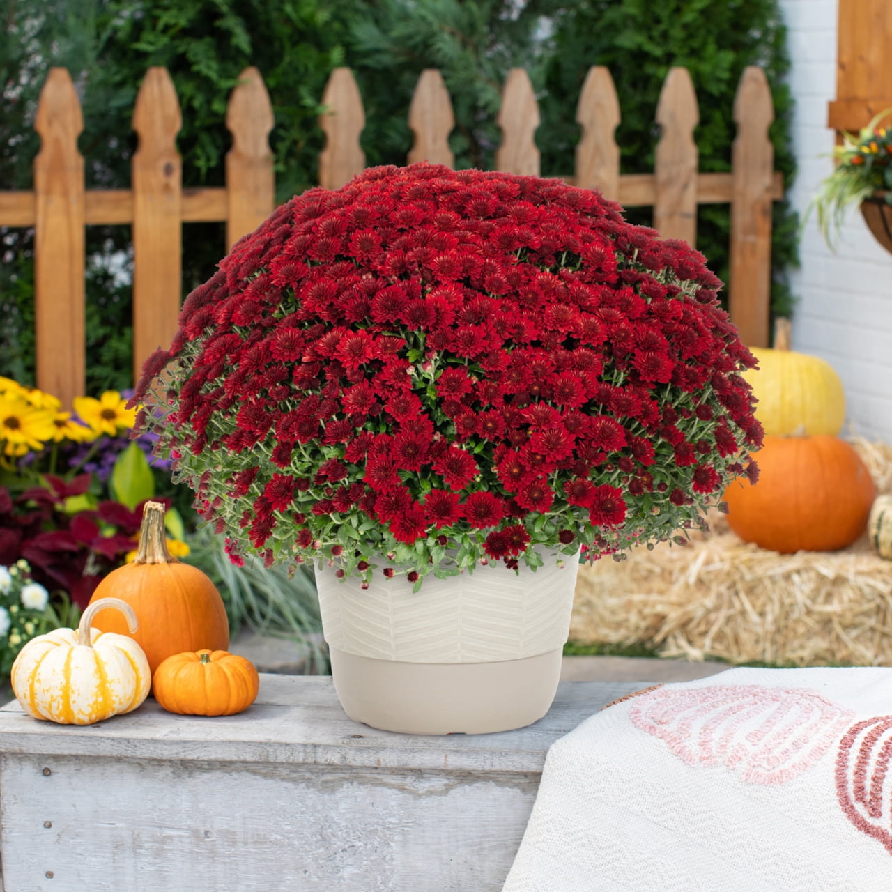 Better Homes & Gardens 1.5 gal Red Garden Mum Live Plant in Decorative Planter