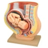 Eisco Labs Model, Human Female Pelvis, Pregnancy with Fetus
