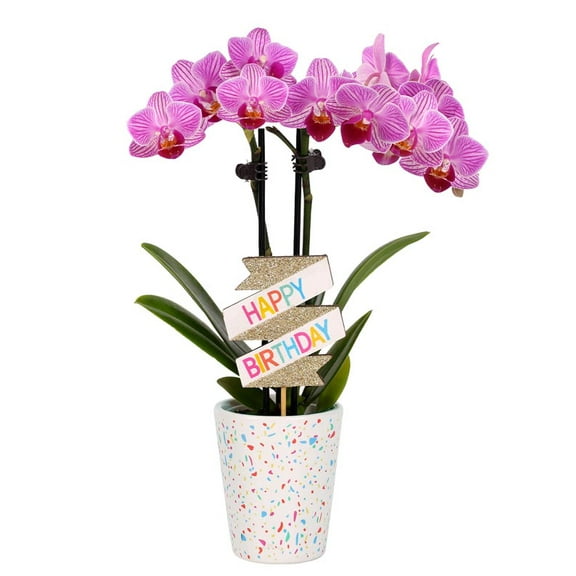 From You Flowers - Purple Confetti Birthday Orchid