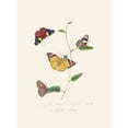thumbnail image 3 of Edward Donovan 11x14 Black Modern Framed Museum Art Print Titled - An Epitome of the Natural History of the Insects of New Holland, New Zealand Pl.25 (1805), 3 of 5