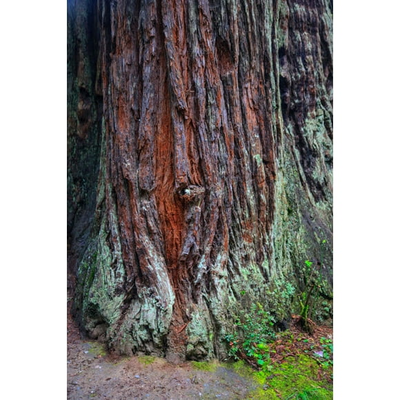 Redwood National Park, base of a giant redwood tree Poster Print by Mallorie Ostrowitz (24 x 36) # US05MOS0036