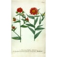thumbnail image 2 of Weinmann, Johann W. 10x14 White Modern Wood Framed Museum Art Print Titled - Aster, Plate 190, 2 of 4