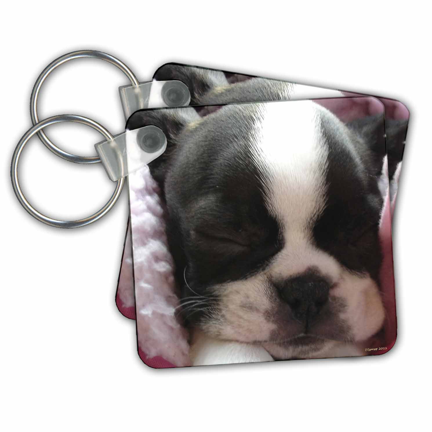 For dog shows. Boston Terrier arm band ring number holder with clip 