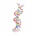 thumbnail image 4 of Regalos de enseñanza biológica modelo de doble hélice, para estudiantes de escuela, kit de aprendizaje de genes resistentes, aprendizaje, 4 of 8