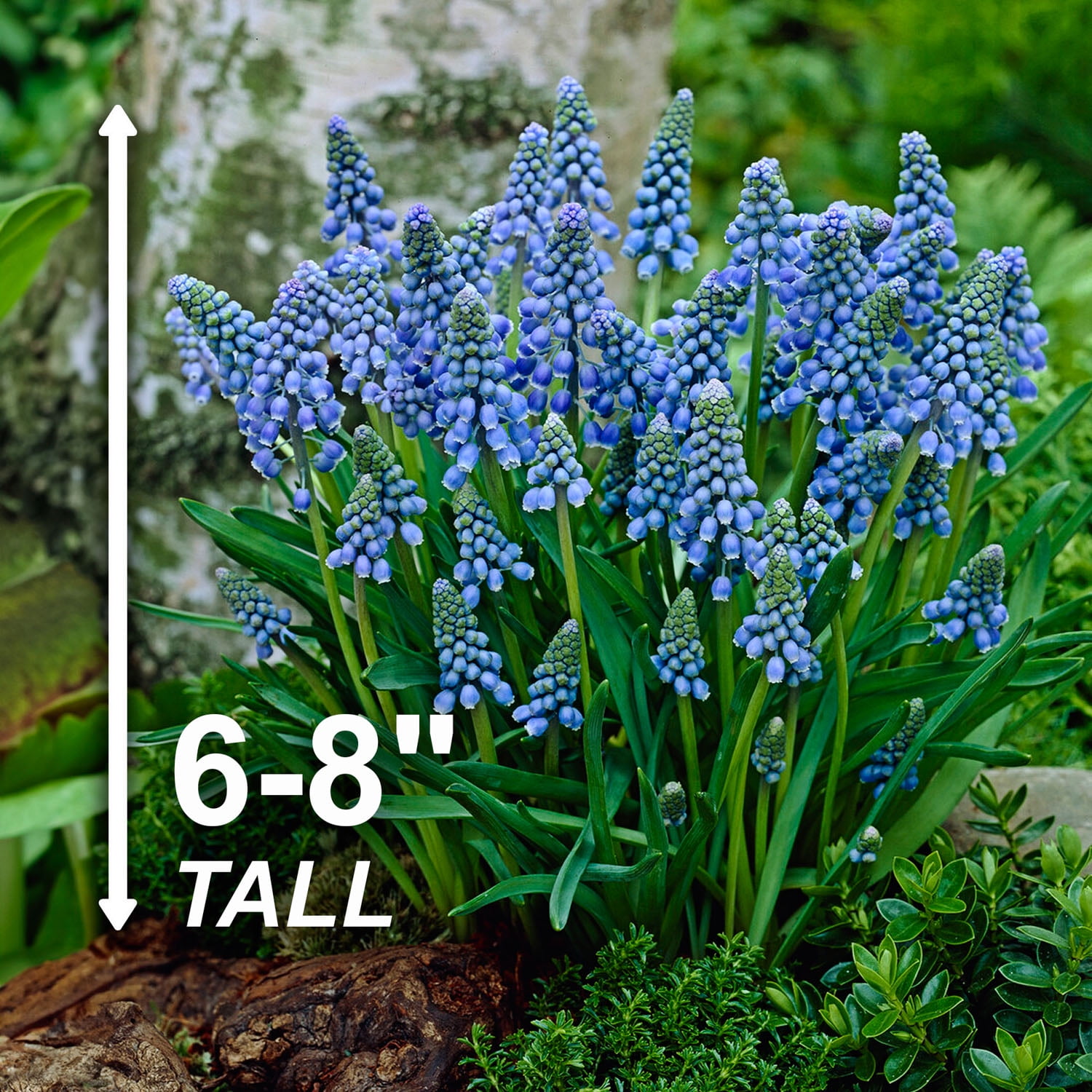 Garden State Bulb Muscari Grape Hyacinth Flower Bulbs, 8/9cm, Fragrant (Bag of 100)