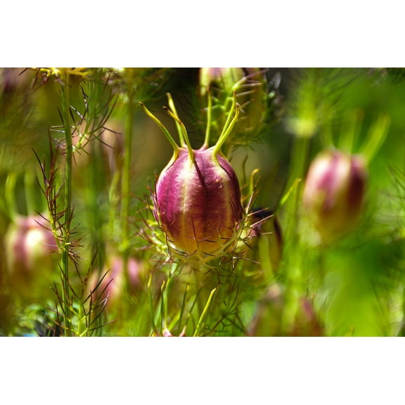 50 RED POD NIGELLA Damascena Love In A Mist aka Black Pod White Flower Seeds
