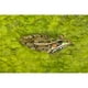 Une Grenouille Léopard Rio Grande Assise sur un Lit d'Algue Affiche Imprimée par Jack Goldfarb&44; 34 x 22 - Grand – image 1 sur 1