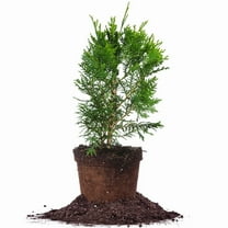 Perfect Plants 1 Gallon Full Speed A Hedge Arborvitae Tree