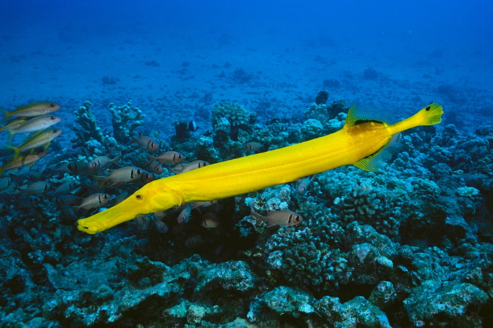 Hawaii, Yellow Trumpetfish (Aulostomus Chinensis) With Coral Reef