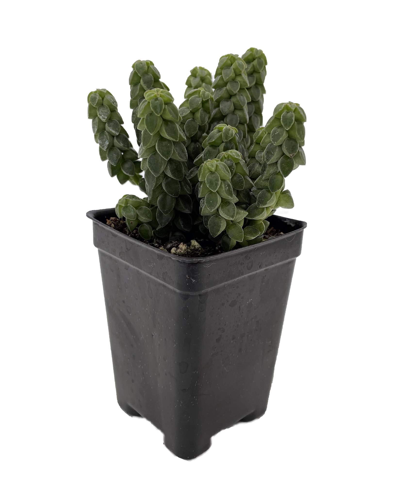 cat pot plant Self Watering Plant Pet main image 1