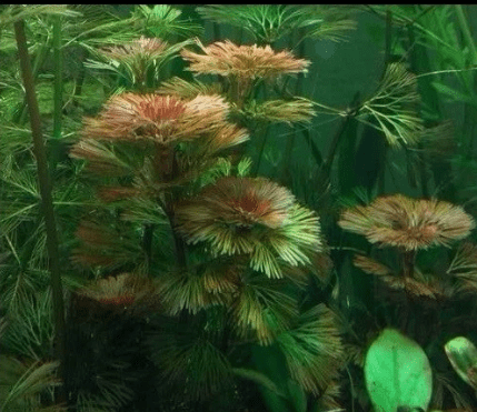 Cabomba Purple – Live Aquarium Plant Bunch for Freshwater Planted Tanks