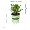 thumbnail image 4 of Better Boxwood Renaissance Evergreen Live Shrub in 2.5-Quart Grower Pot, 4 of 10