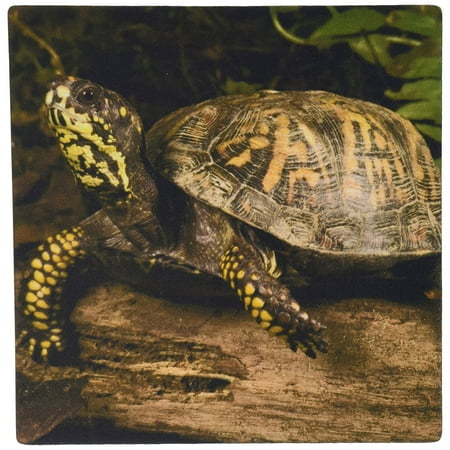3dRose Eastern Box Turtle, Central Pennsylvania - US39 JMC0017 - Joe and Mary Ann McDonald, Mouse Pad, 8 by 8 inches