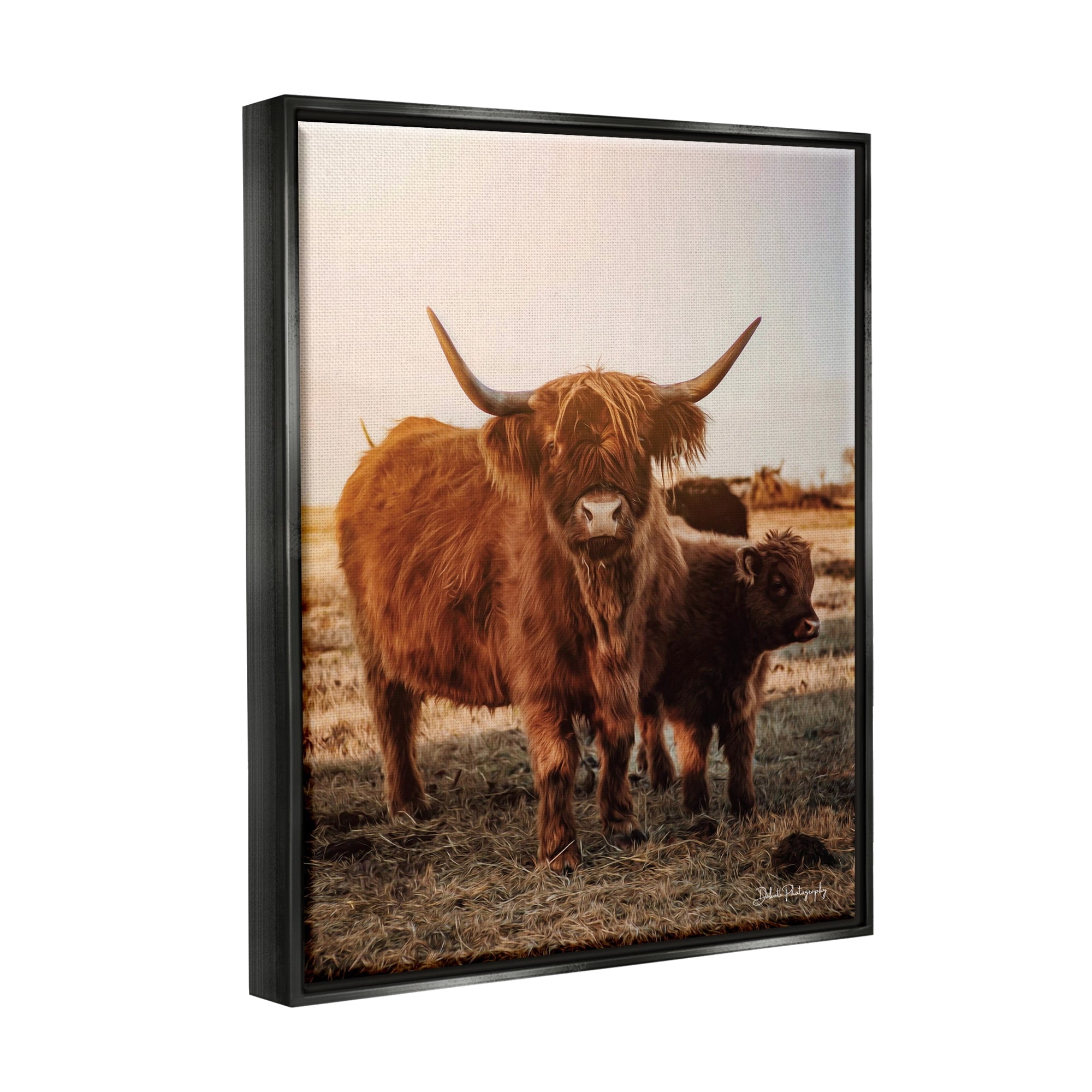 Stupell Industries Longhorn Highland Cattle Cow Warm Sunrise Morning Photograph Jet Black Floating Framed Canvas Print Wall Art, Design by Dakota Diener