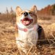 thumbnail image 5 of Universal Pets Collar antipulgas Collar ajustable repelente de insectos para gatos (Blanco) JShteea Libre de BPA, 5 of 8