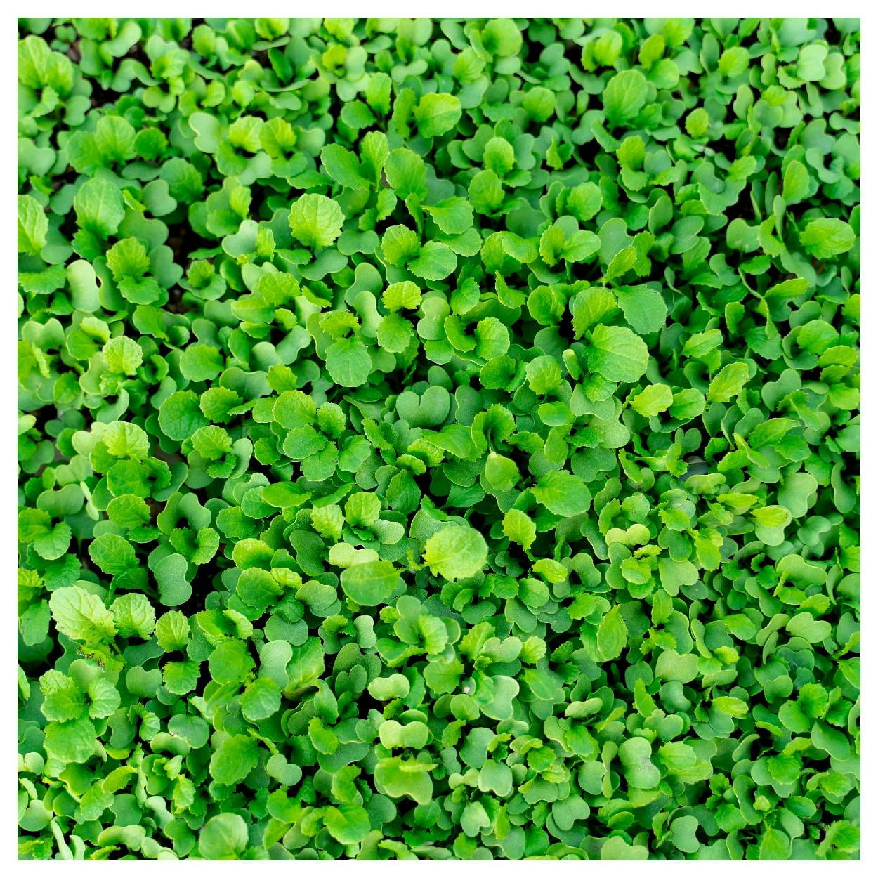 Everwilde Farms - 1/4 lb Organic Southern Giant Curled Mustard Seeds - Gold Vault Bulk Seed Packet