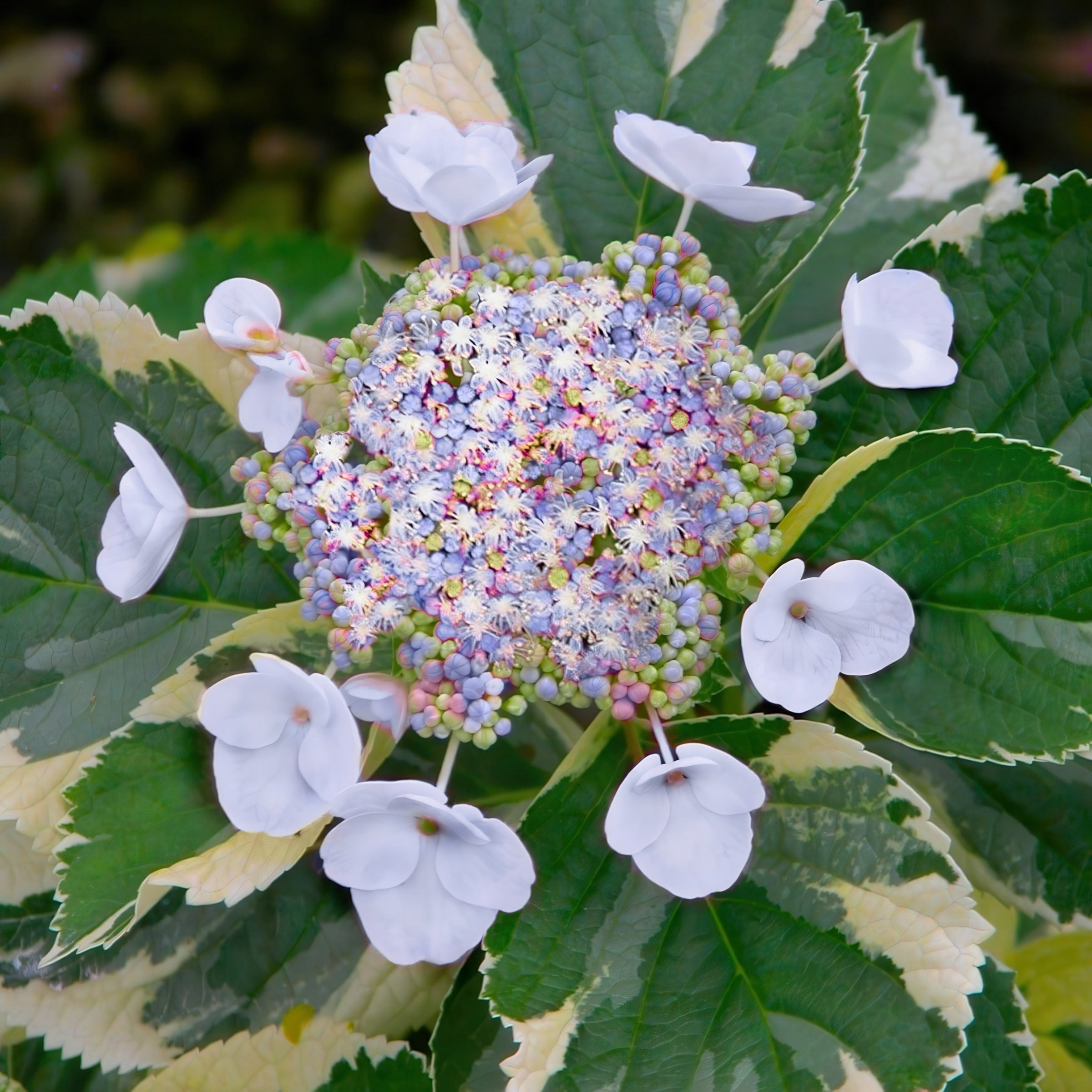 National Plant Network 4 in. Variegated Hydrangea Tricolor Shrub (3-Pack)