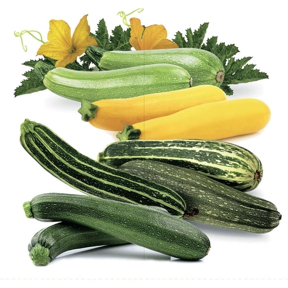GSDWIUEW Zucchini Summer Jackpot Bush Vegetable Mix Seeds, Pack of 50