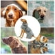 thumbnail image 5 of Batas de baño para perros Unique Bargains, abrigo absorbente, bata ajustable para gatos y perros XXL verde, 5 of 7