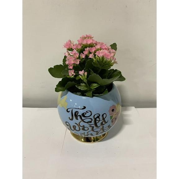 Live 4" Pink Kalanchoe in a 4" The World Waits Ceramic Globe Gift Container