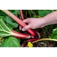 thumbnail image 5 of 25 Seeds GLASKINS PERPETUAL RHUBARB (Pieplant) Rheum Rhabarbarum Fruit Vegetable Seeds, 5 of 9