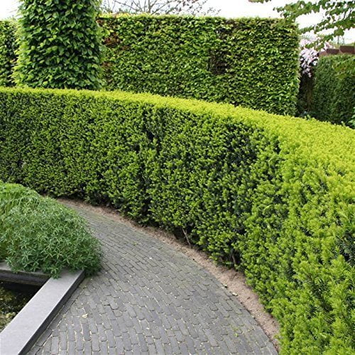 Podocarpus Macrophyllus Japanese Yew - 20 Live Plants - Low Maintenance Evergreen Hedge