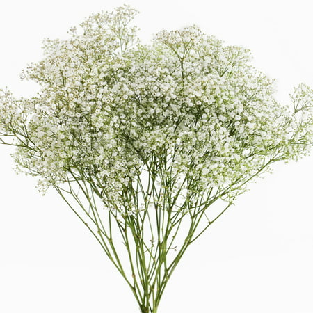 Natural Fresh Flowers - Baby's Breath, 10 Bunches