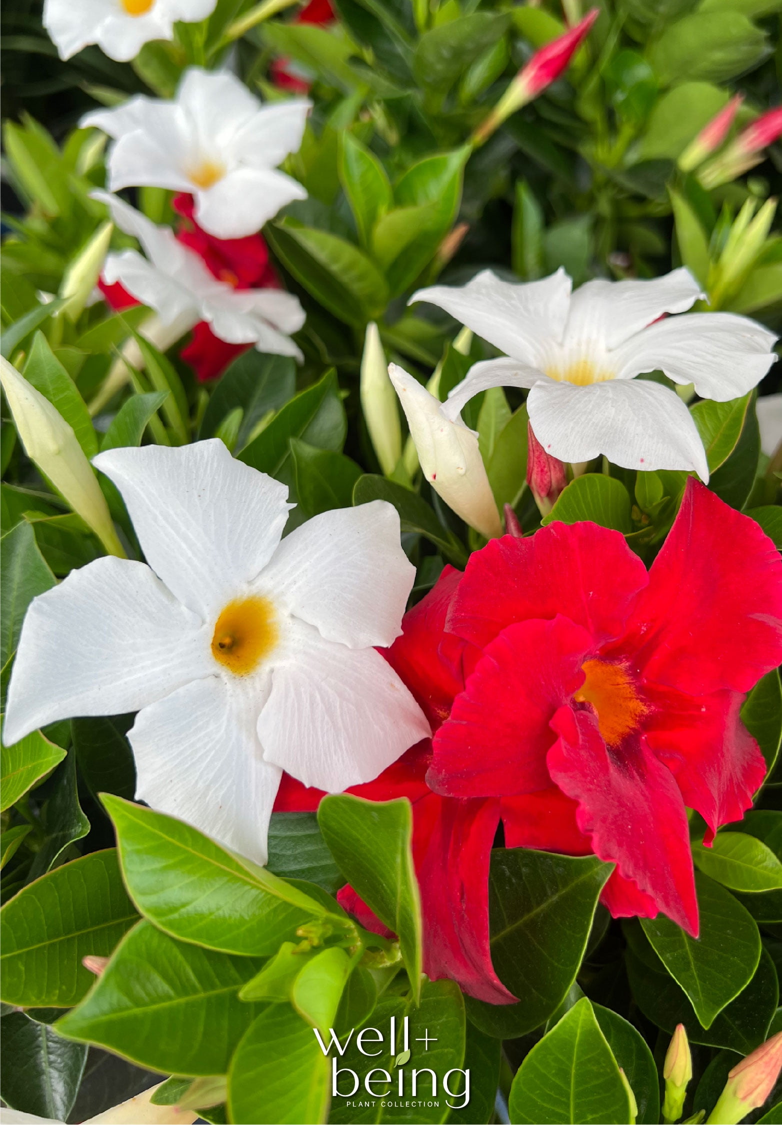 Nature's Way Farms Mandevilla Duo Red/White Trellis Live Plant (25-30 in. Tall) in Grower Pot May Ship Without Flowers